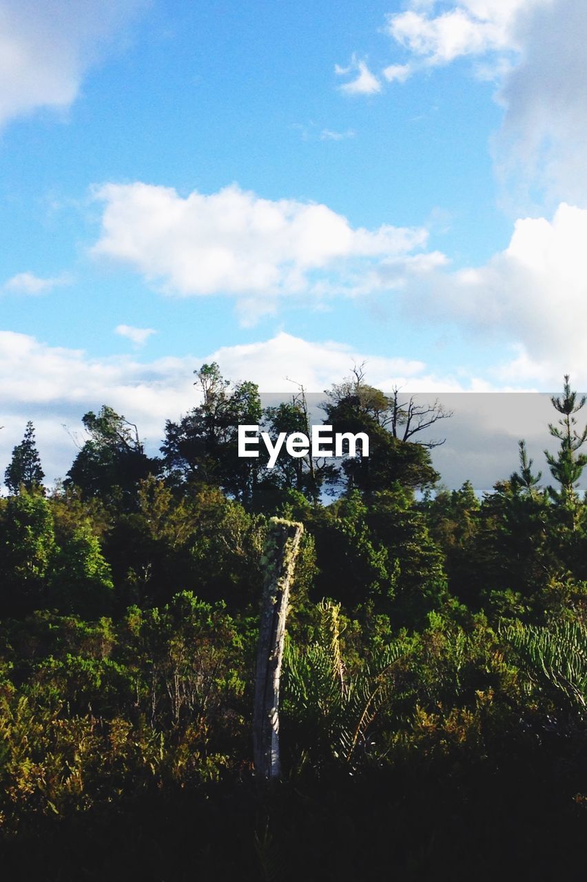 Trees in forest against cloudy sky