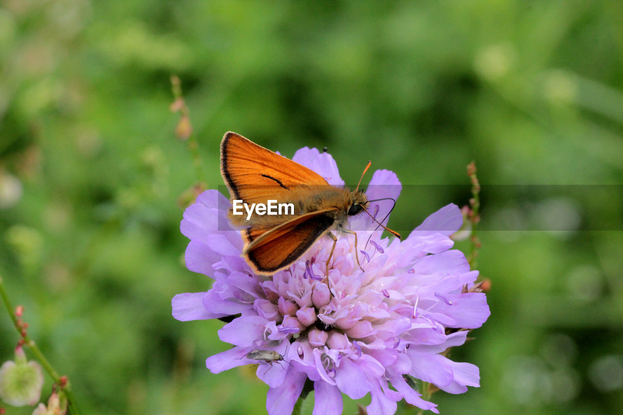 Close-up of butterfly pollinating on purple flower