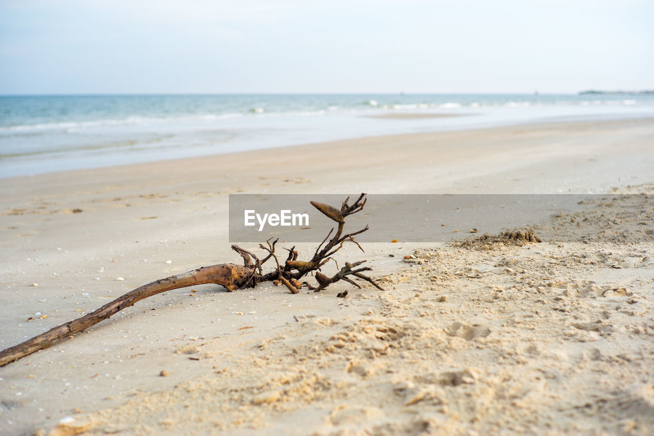 Closeup broken old branch on the sand with horizontal line of seascape in background