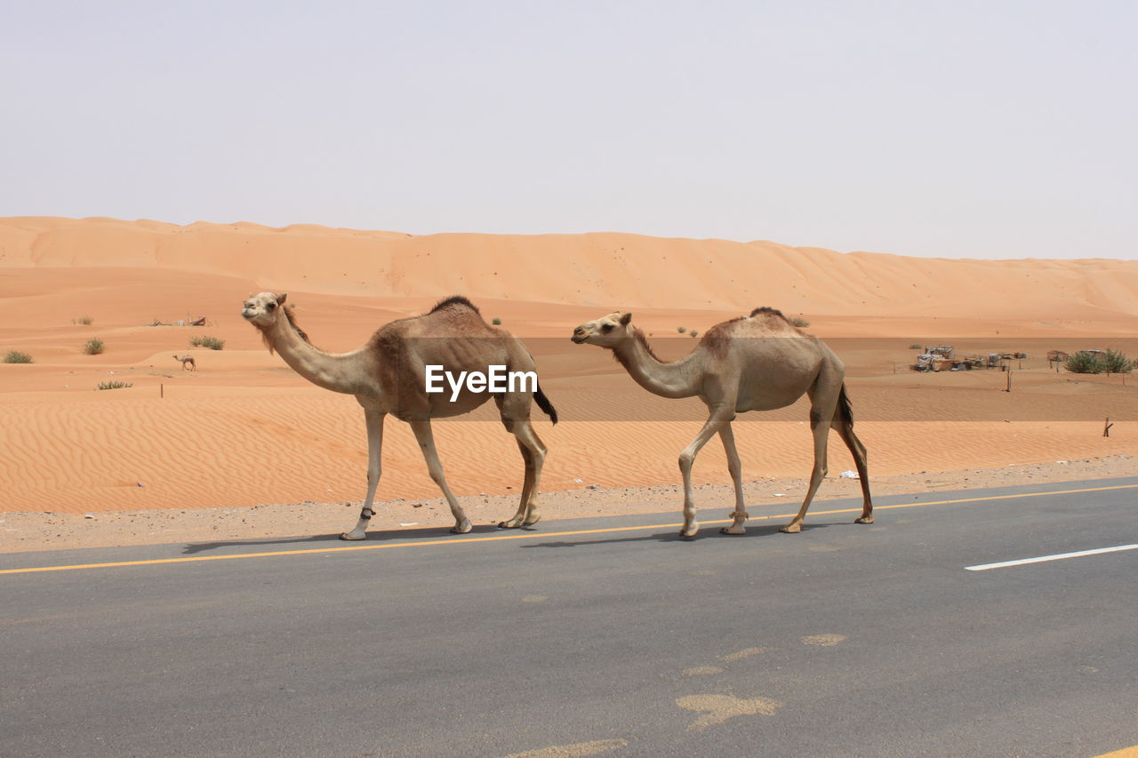 Camels walking on roadside at desert against clear sky