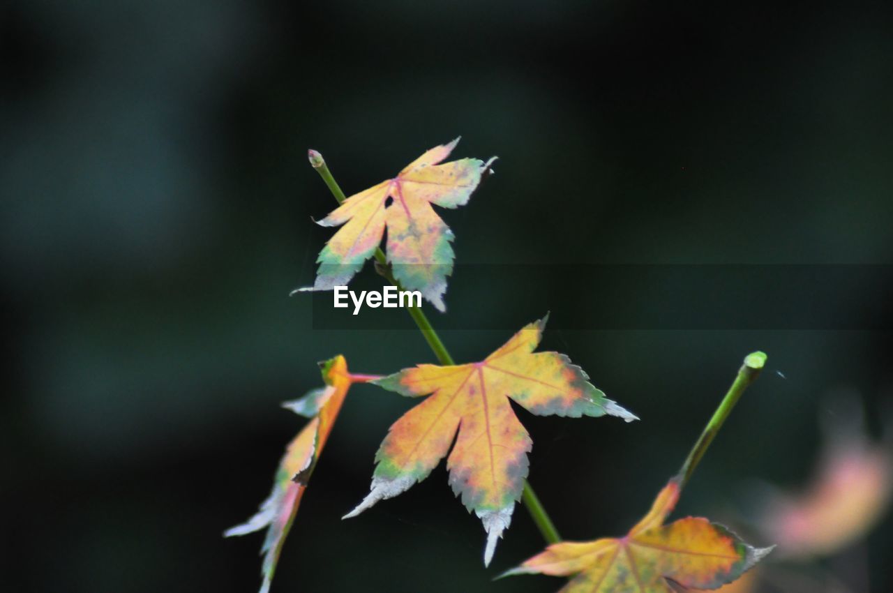 Close-up of maple leaves on plant