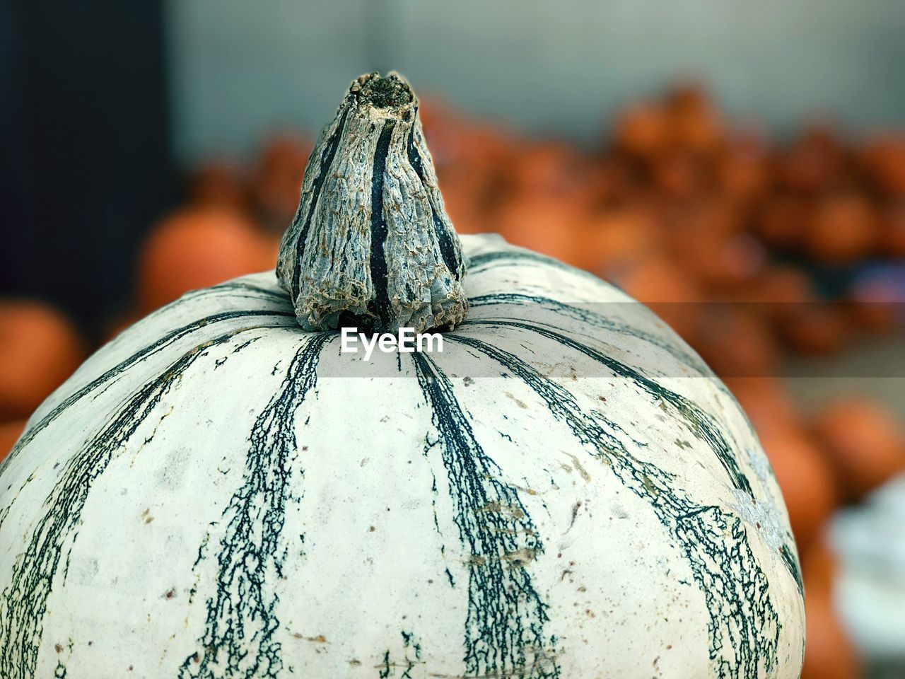 CLOSE-UP OF PUMPKINS ON LAND