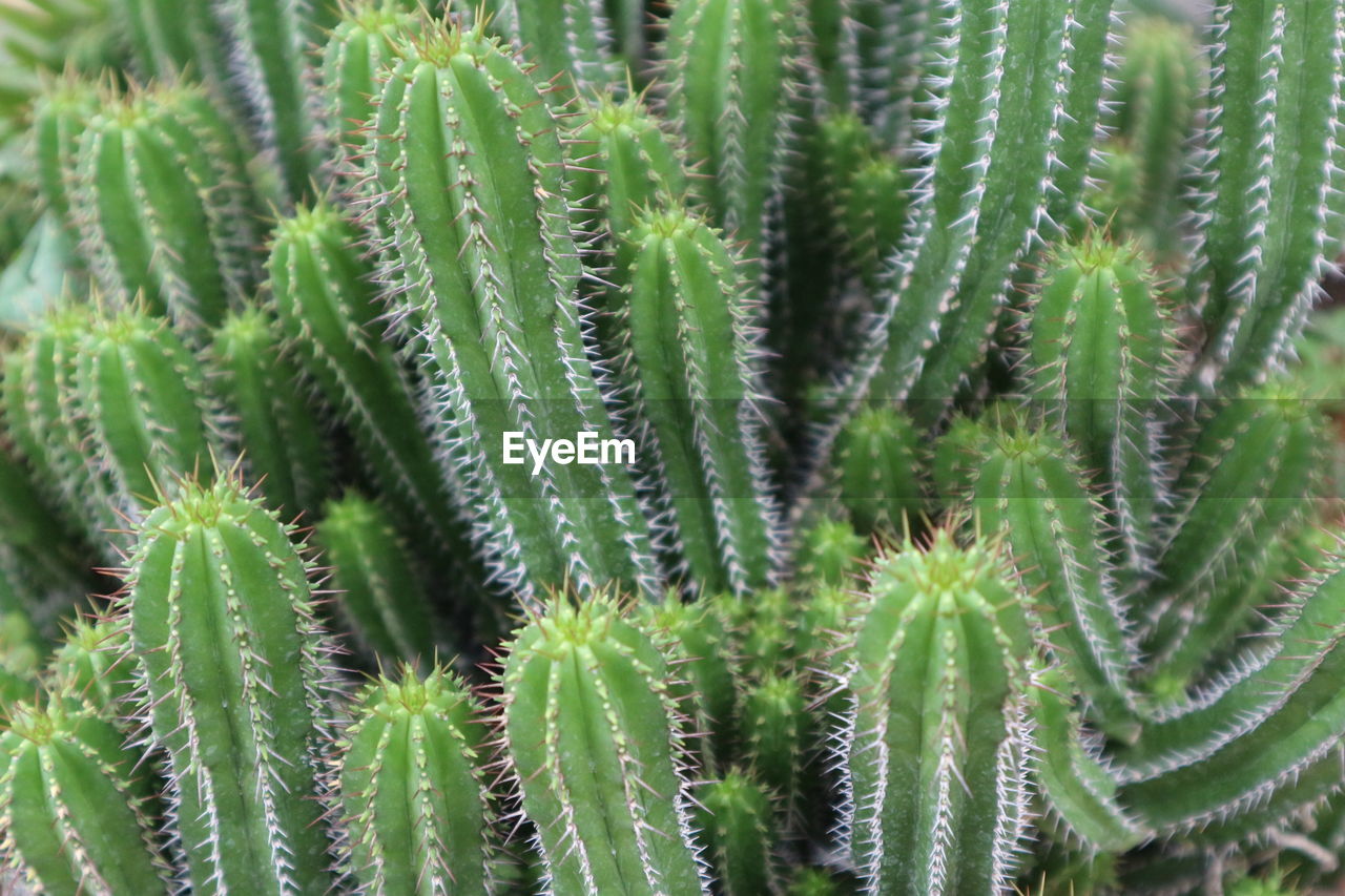 FULL FRAME SHOT OF SUCCULENT PLANTS