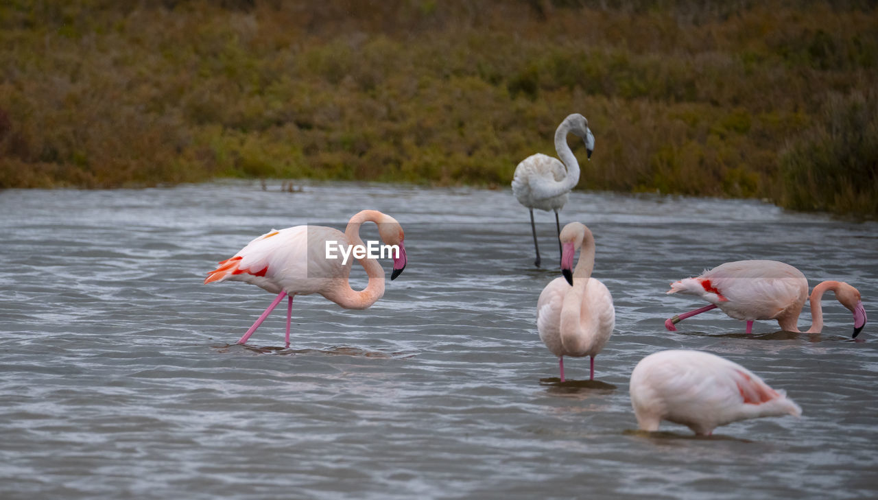 Pink flamingos in their natural environment, pond of molentargius, south sardinia
