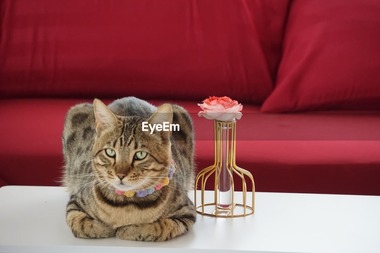 Mixed breed cat sitting next to jar of rose with dark red sofa as background