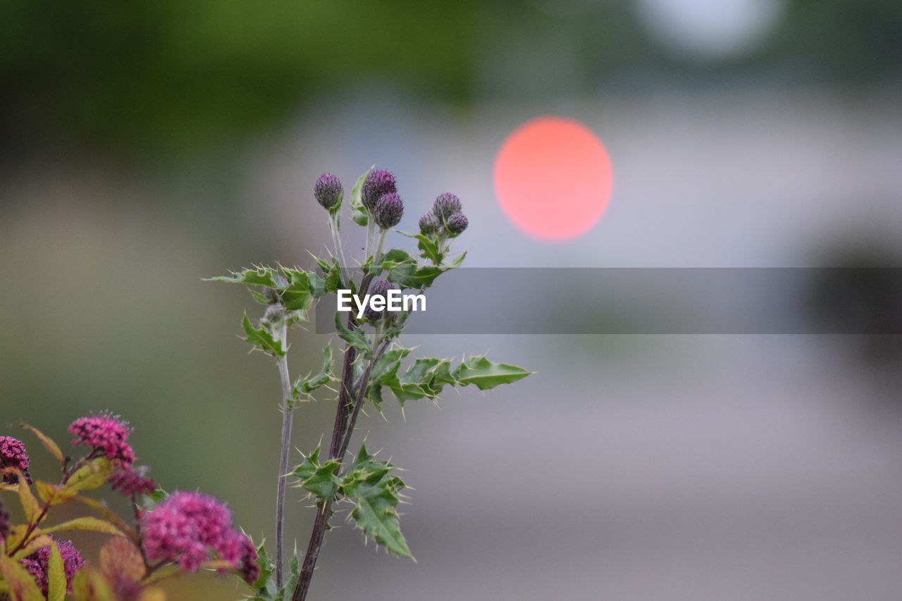 Close-up of pink flowering plant