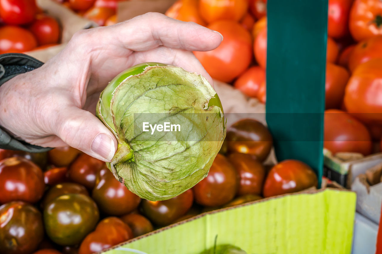 Senior hand holding a tomatillo with a variety of tomatoes in the background. select focus and blur