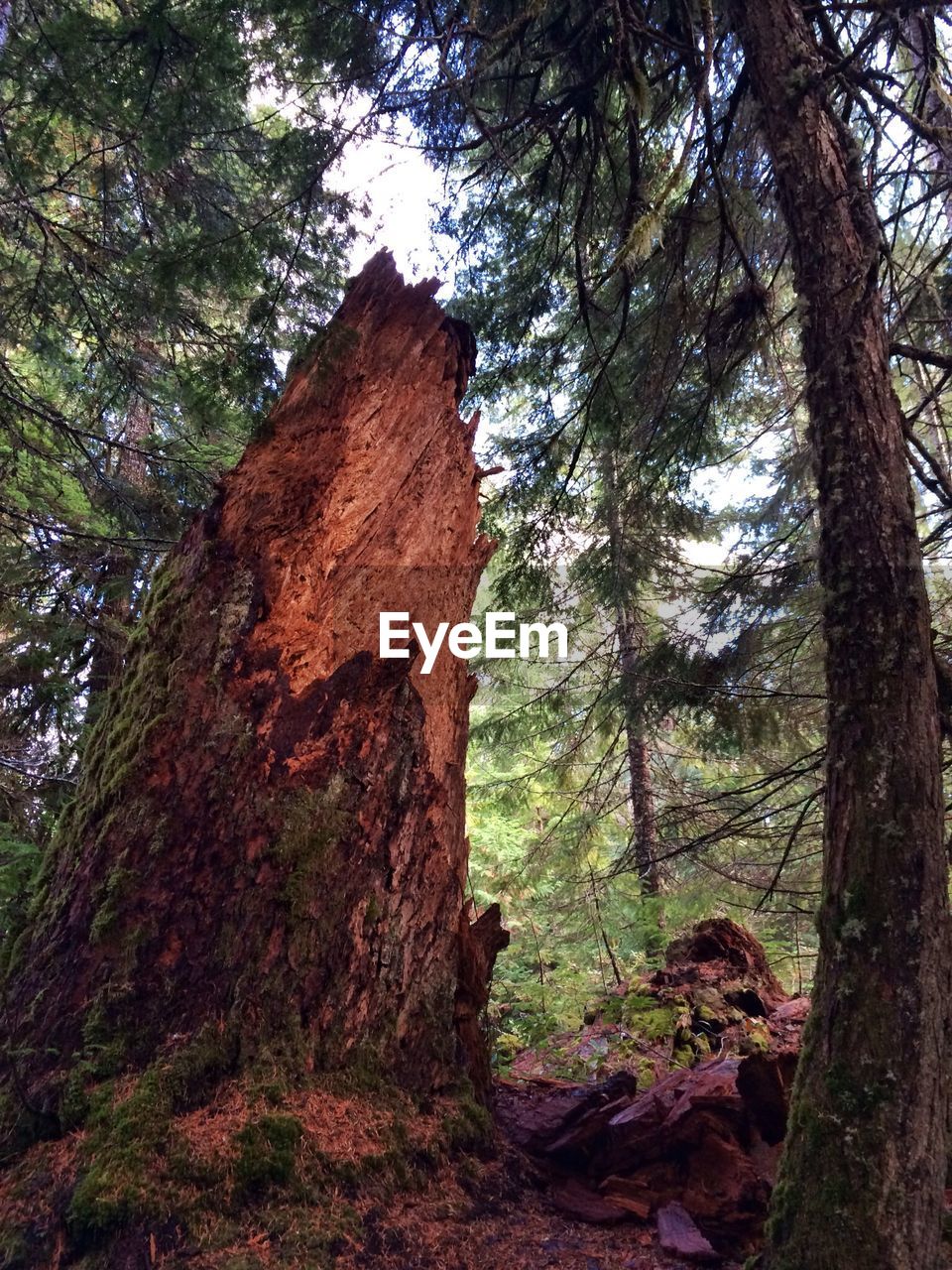 Broken tree in forest