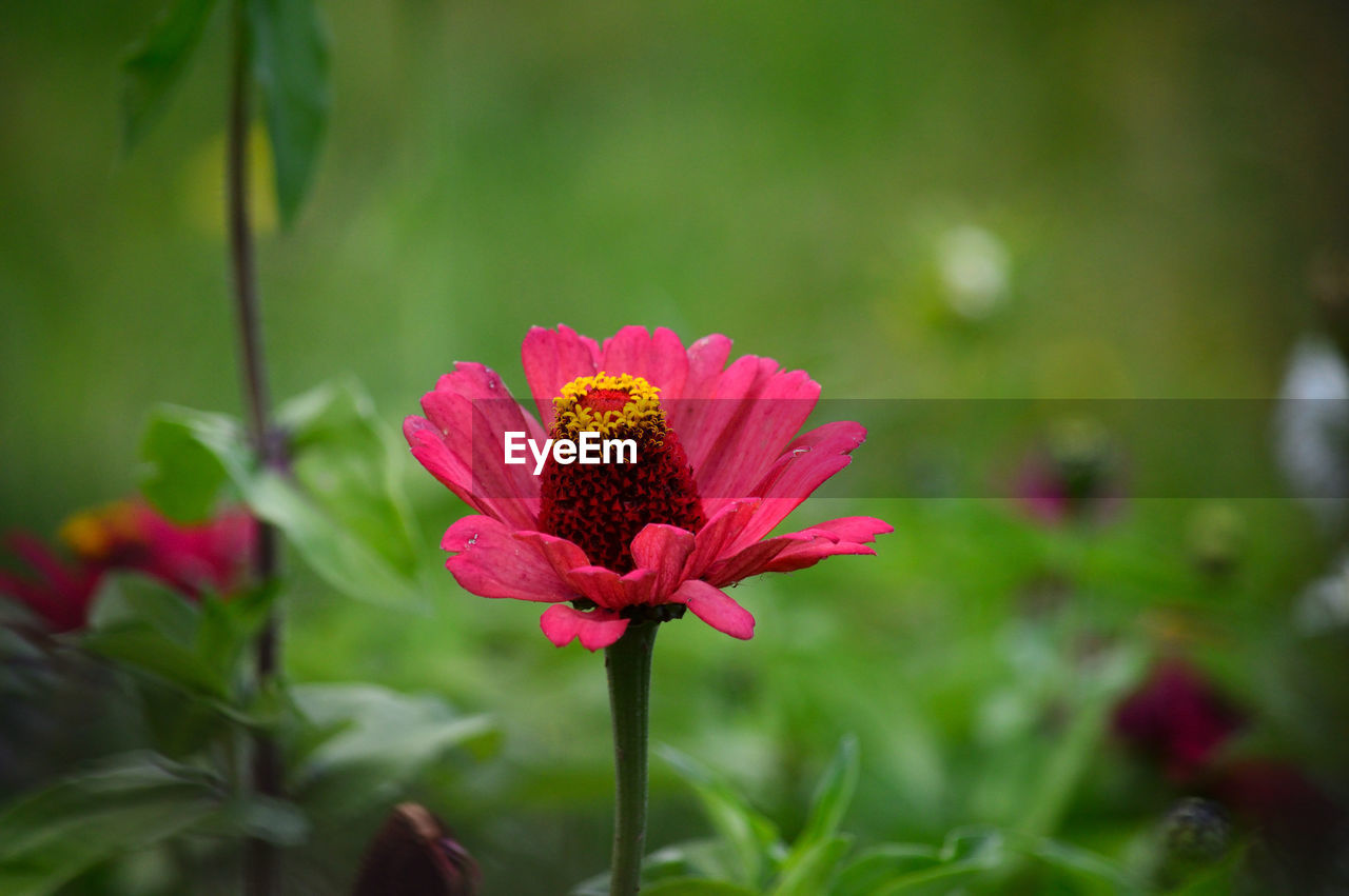 Close-up of pink flower blooming in park