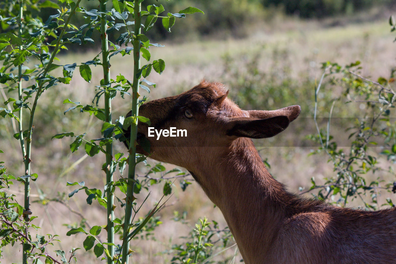 Close-up of a gote on field