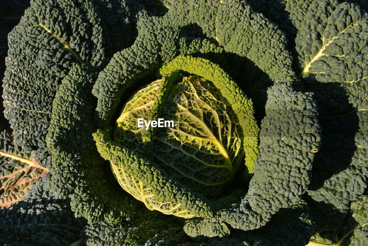 Close-up of cabbage growing in field
