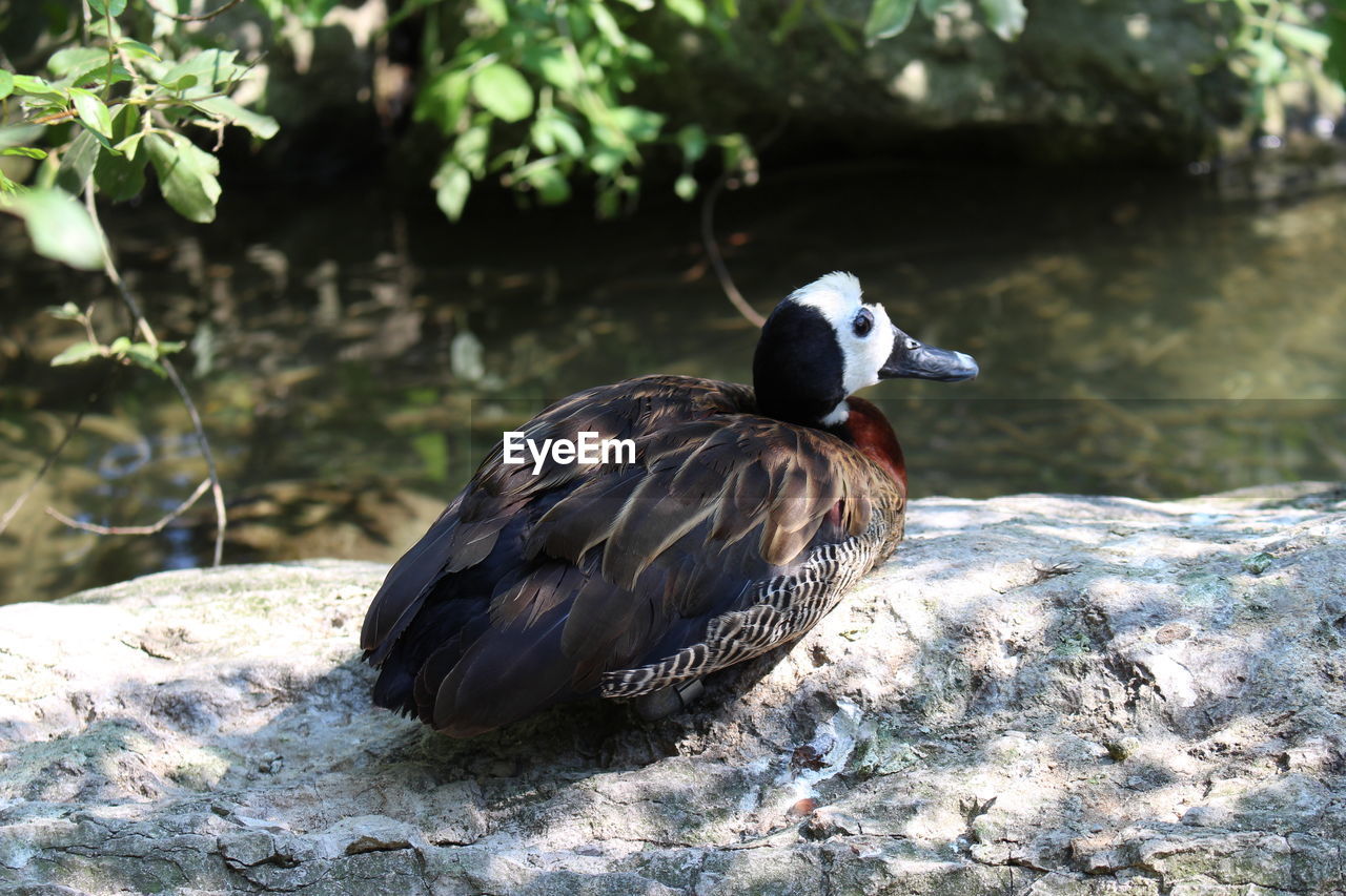 DUCK ON WATER