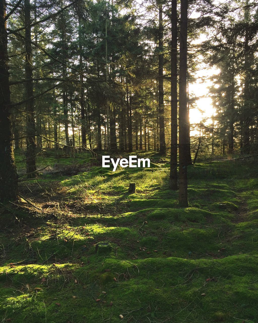 TREES ON GRASSY FIELD IN FOREST