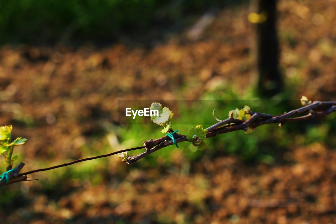 Close-up of damselfly on plant