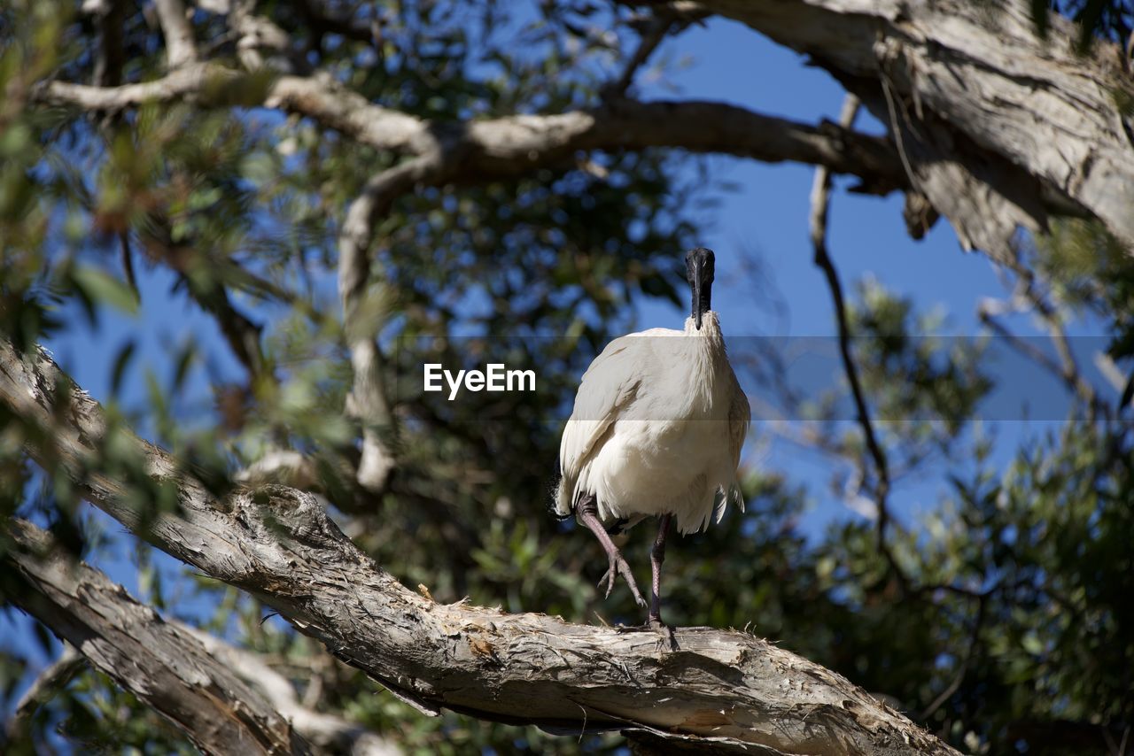 Bird perching on a tree