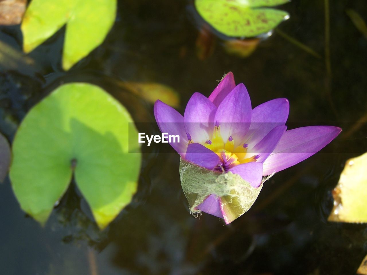 Close-up of lotus water lily in pond