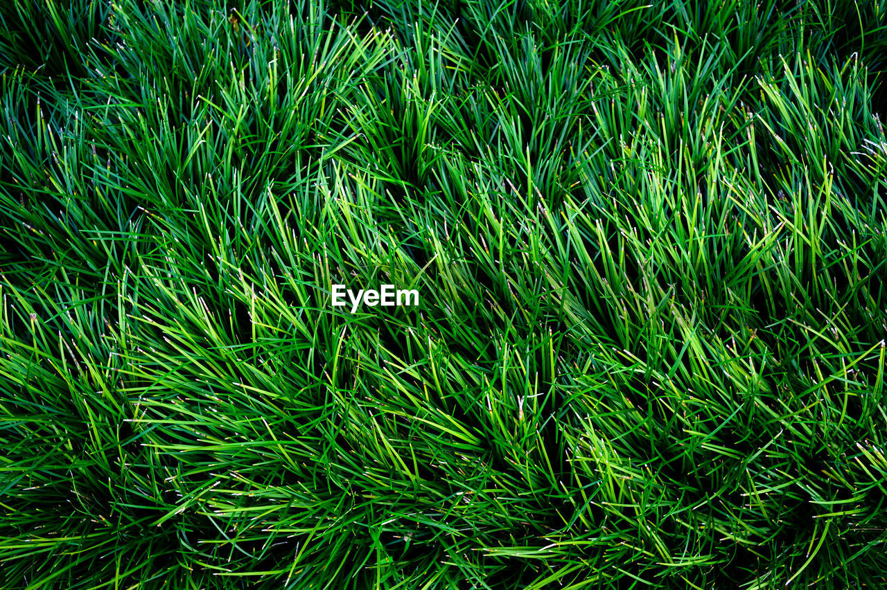 green, plant, growth, full frame, grass, backgrounds, nature, beauty in nature, land, field, no people, day, leaf, lawn, lush foliage, foliage, tranquility, high angle view, outdoors, flower, freshness, close-up