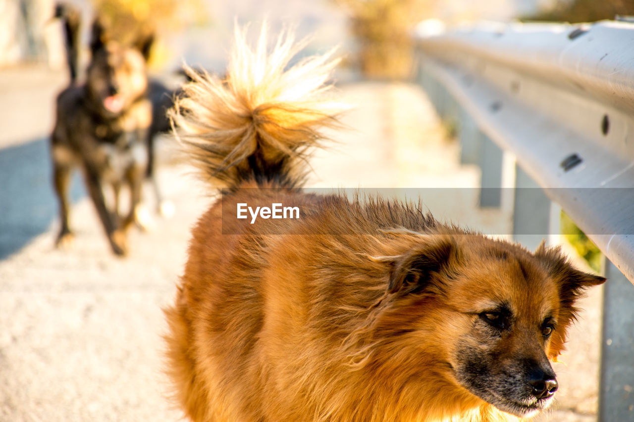 CLOSE-UP OF A DOG LOOKING AWAY OUTDOORS