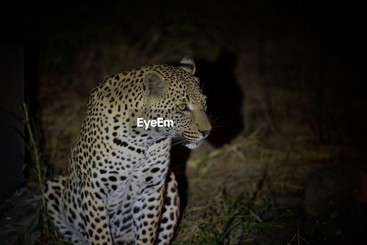 Leopard at night