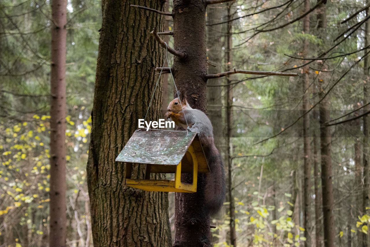 View of an animal hanging on tree trunk in forest