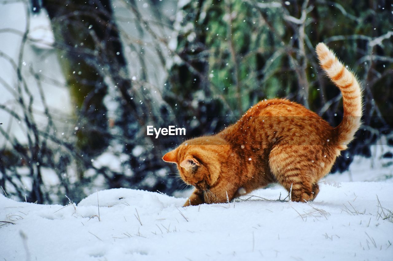 Cat on  snow covered land