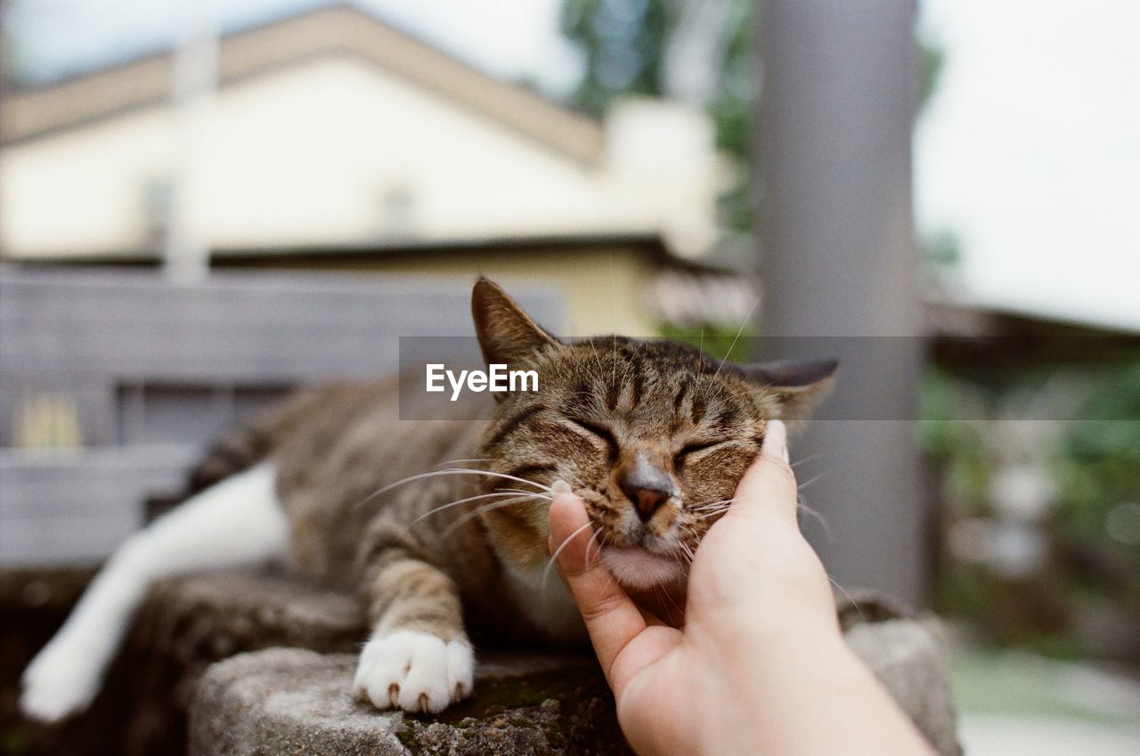Close-up of hand petting cat