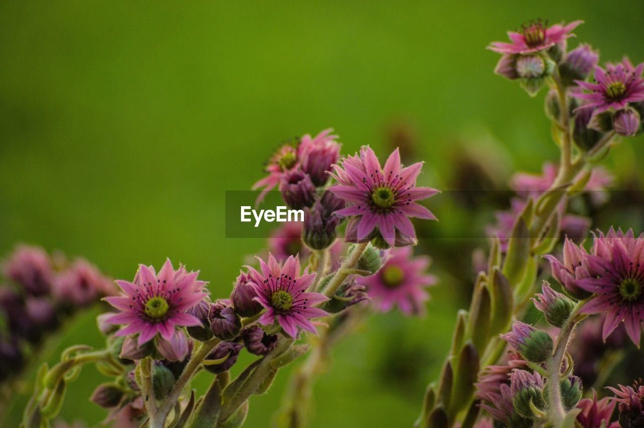 Flowers growing outdoors