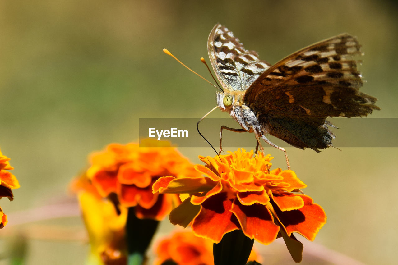 Close-up of butterfly pollinating on marigold flower