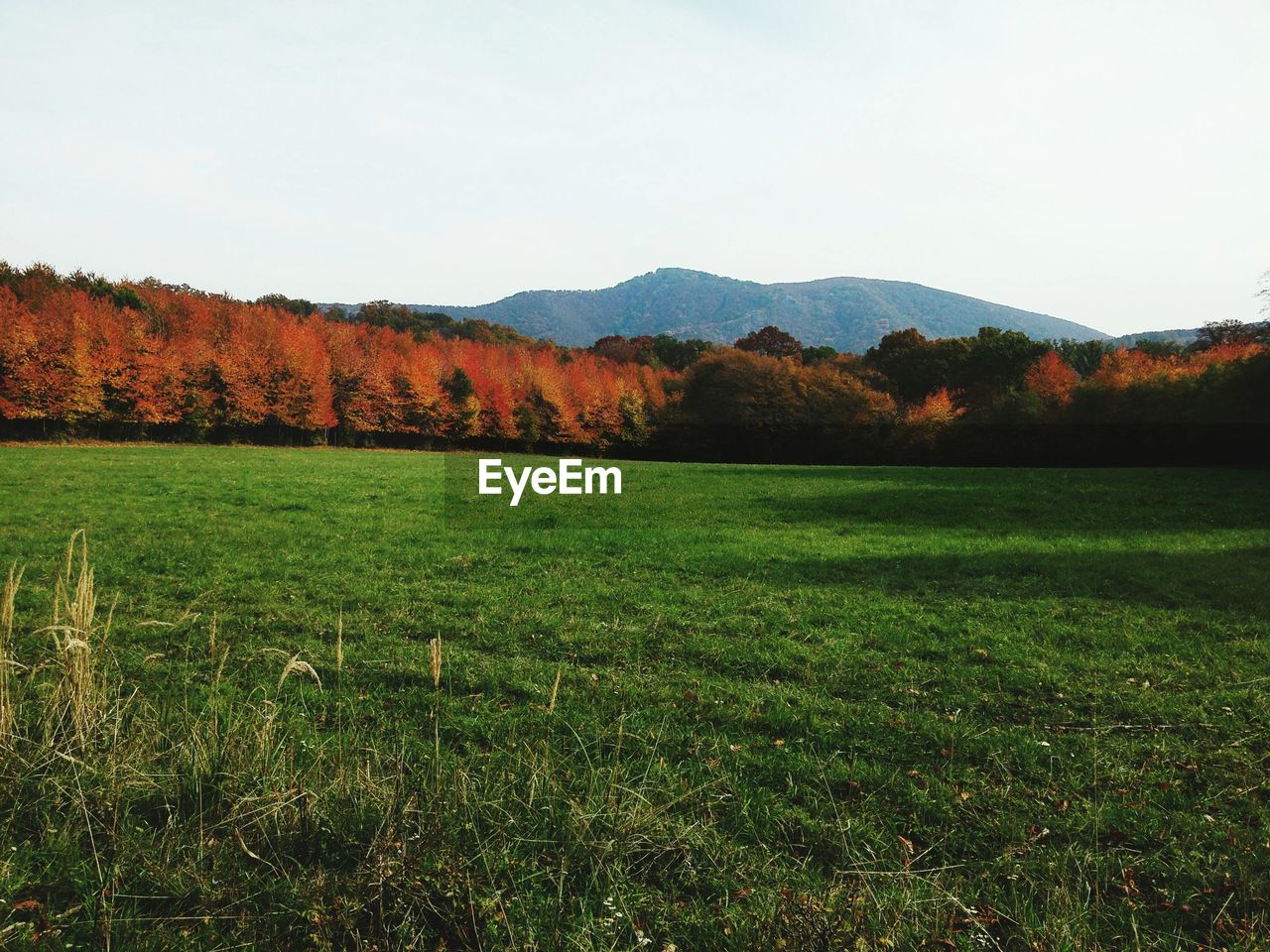 SCENIC VIEW OF LANDSCAPE AGAINST CLEAR SKY