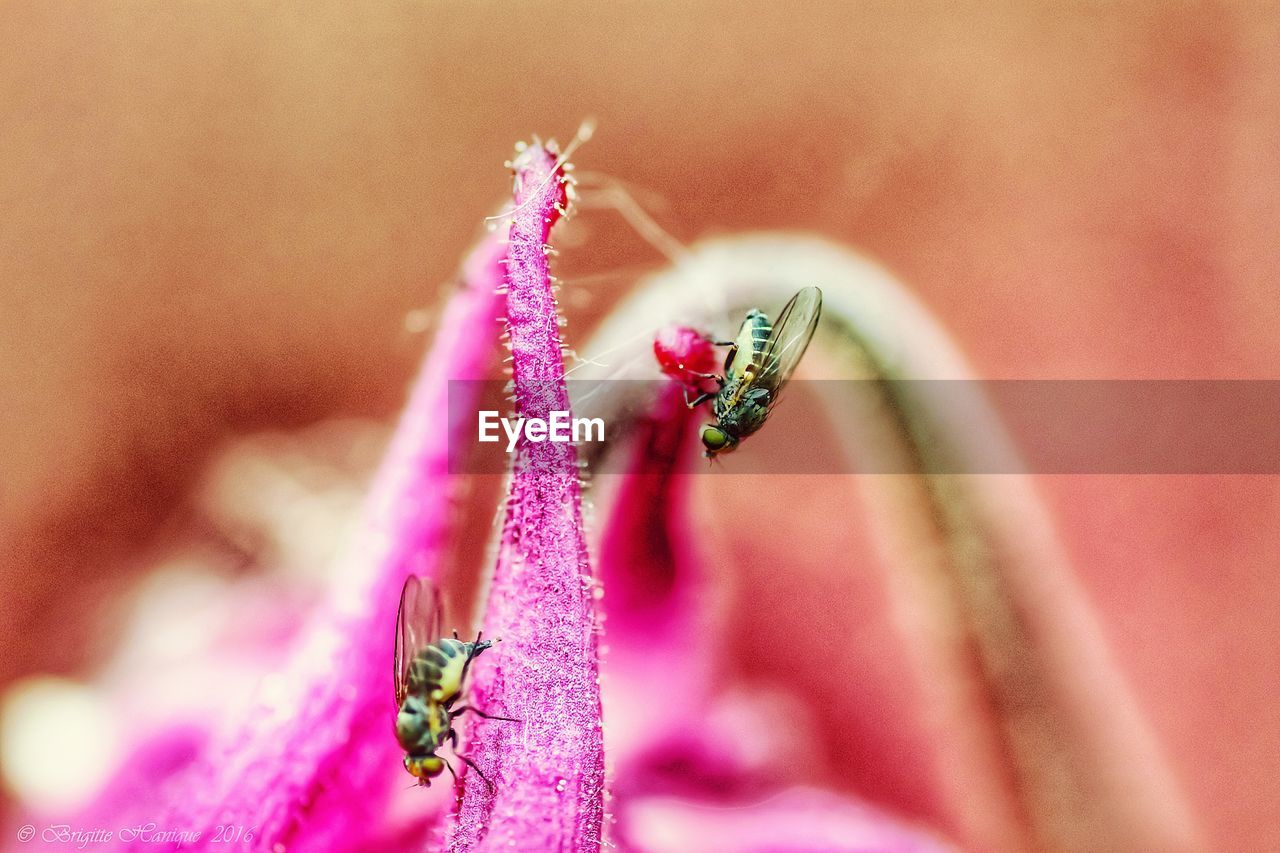 Close-up of insect on pink flower