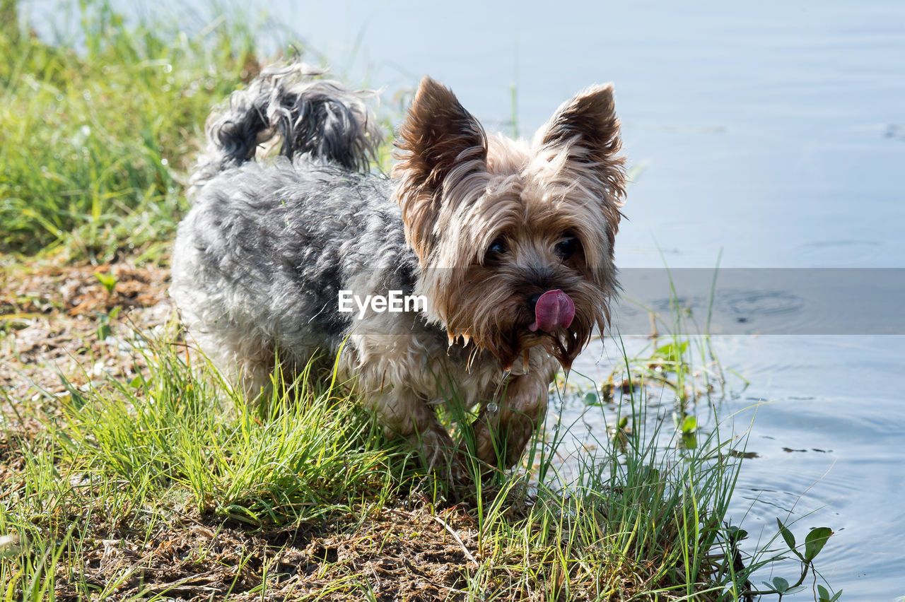 PORTRAIT OF A DOG