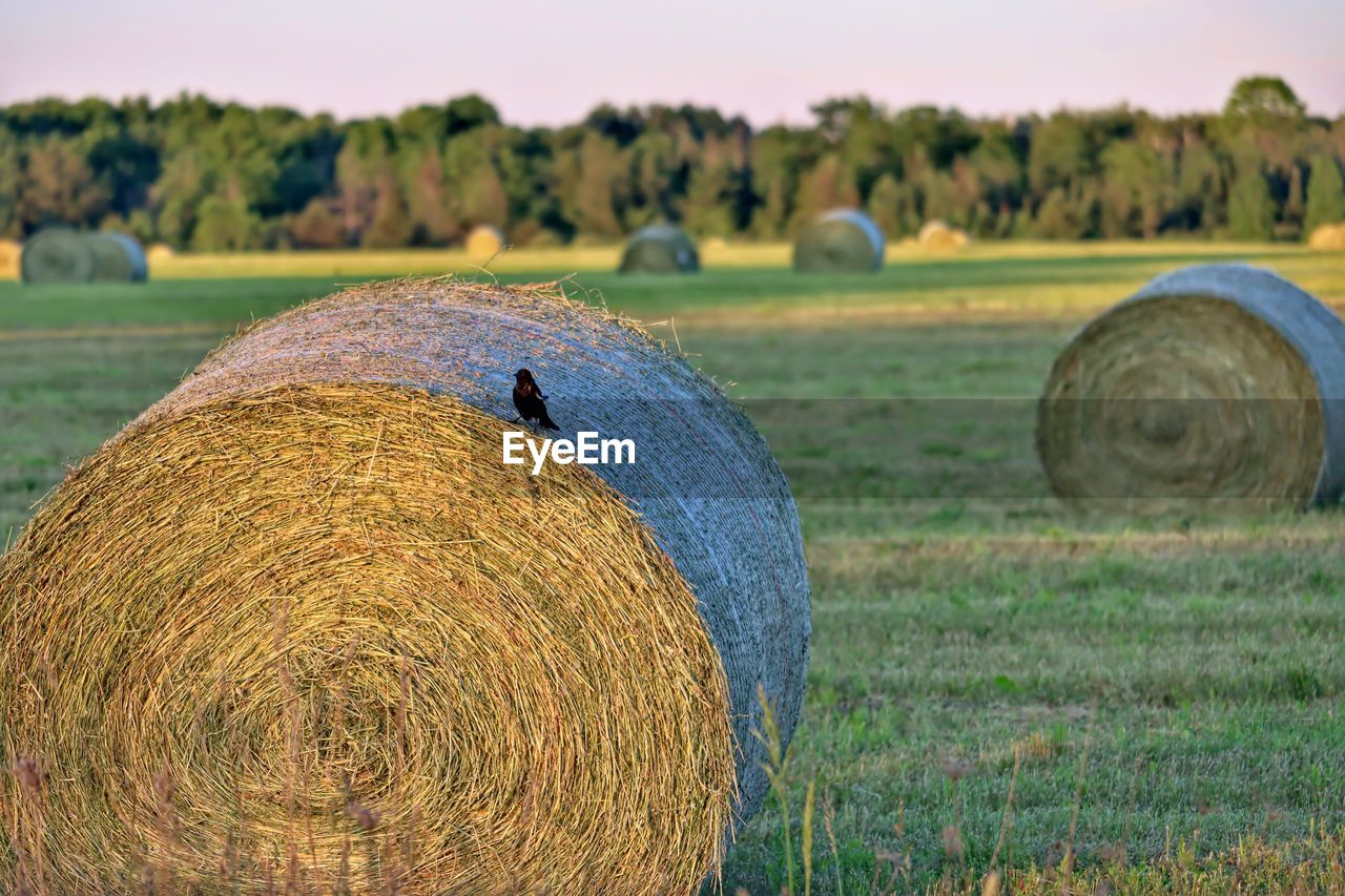 Hay bales on field