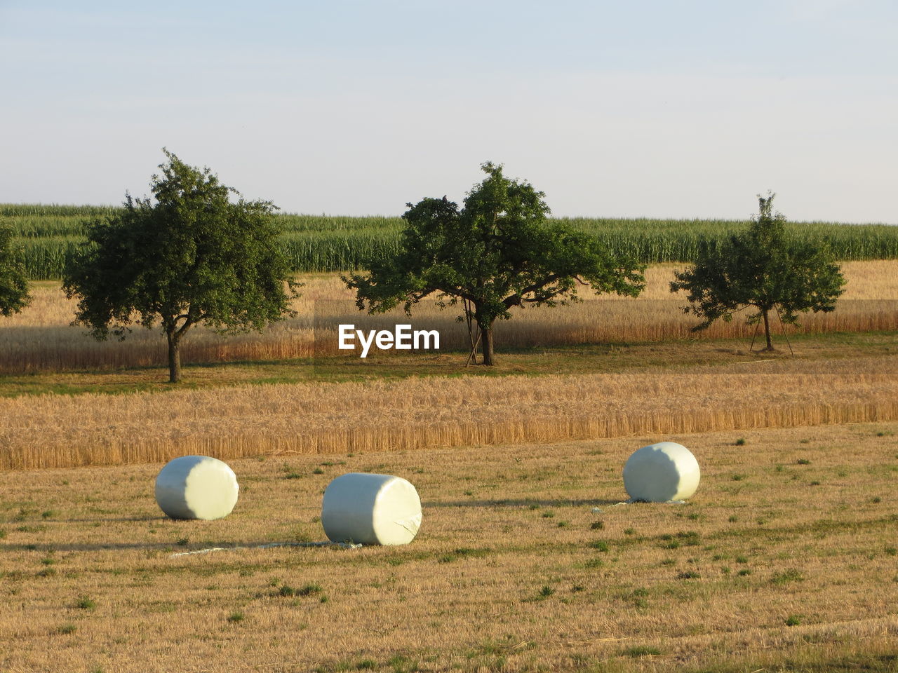 Hay bales on grassy field