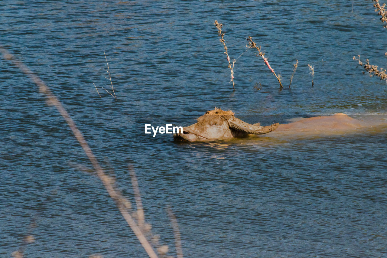 water, sea, no people, nature, day, wildlife, animal wildlife, animal themes, animal, one animal, shore, reptile, outdoors, high angle view, reflection, crocodile, beauty in nature, waterfront, tranquility