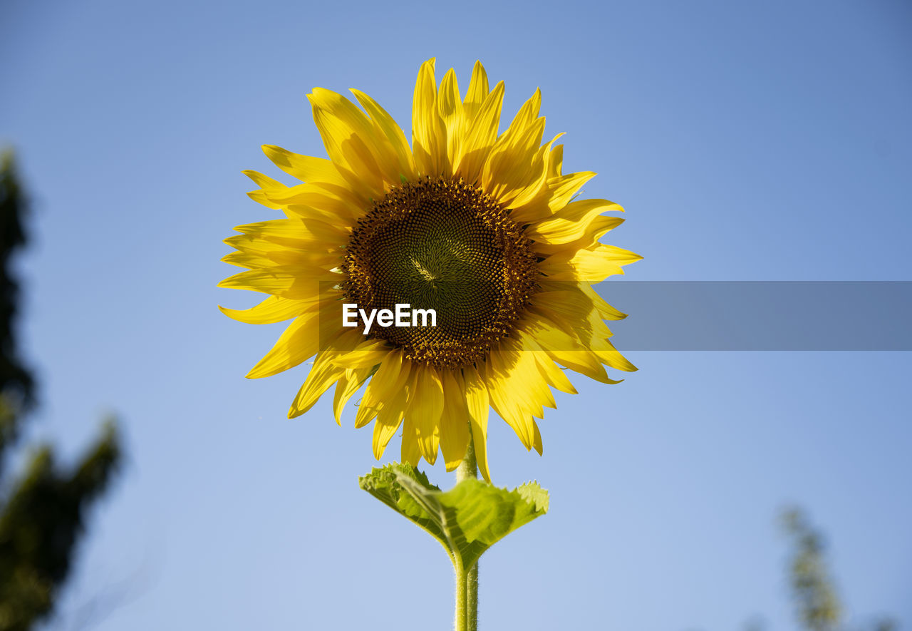 Low angle view of sunflower against sky