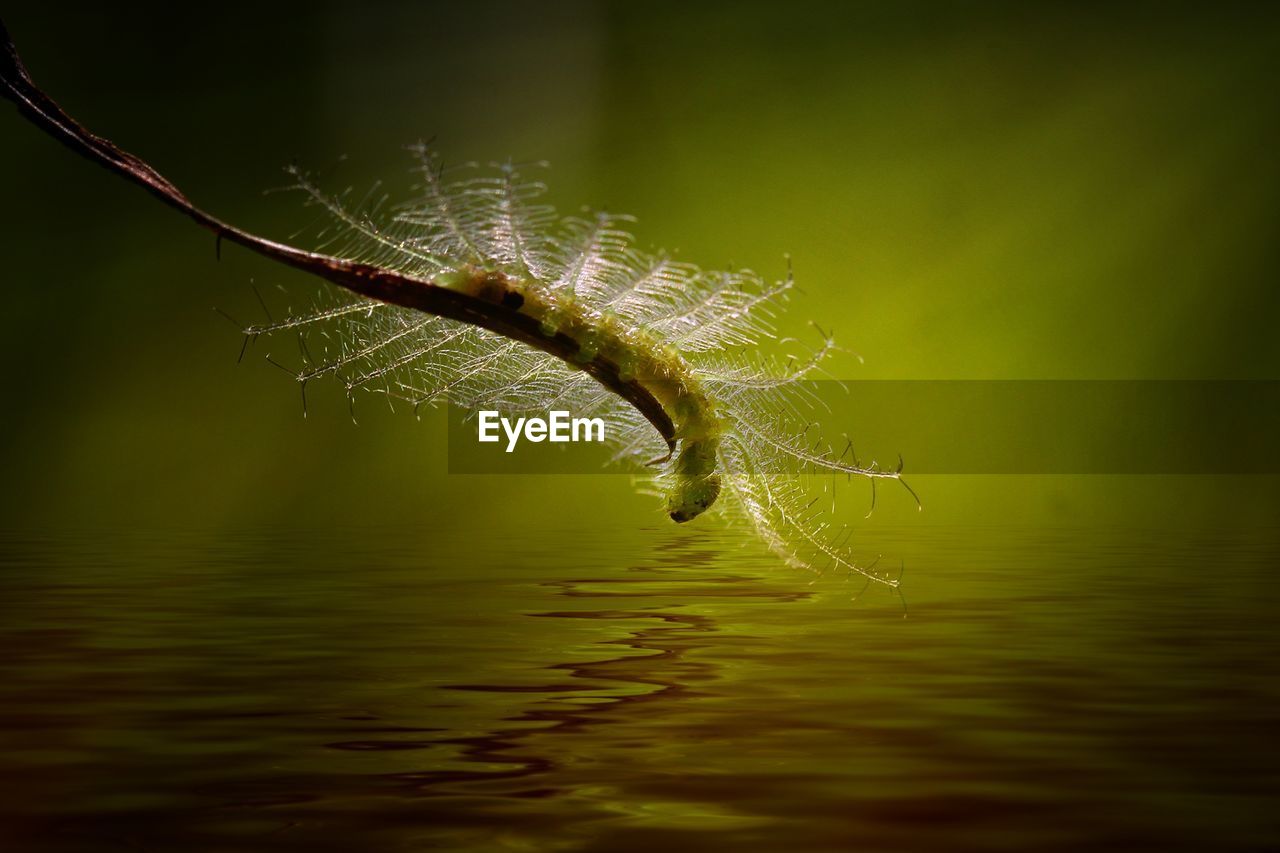 Close-up of caterpillar on plant over lake