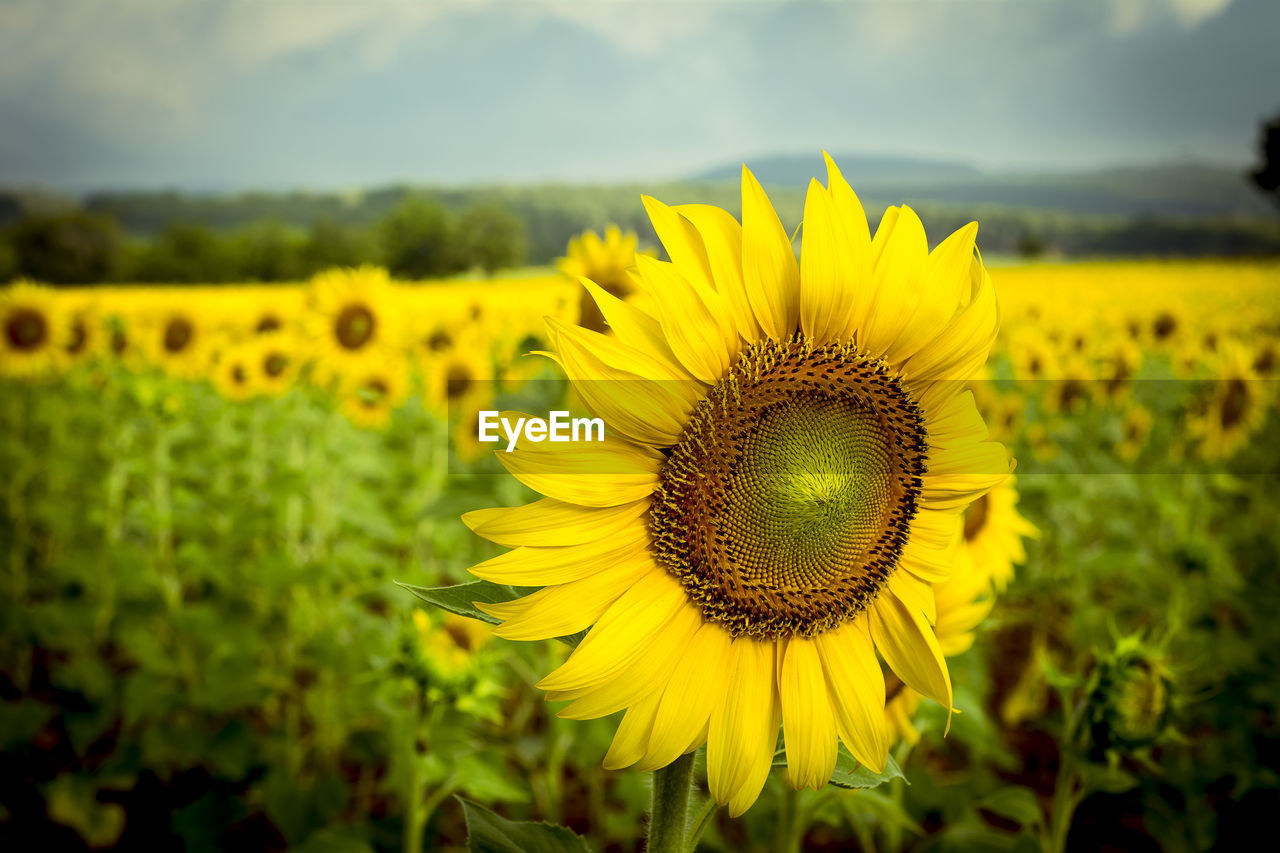 CLOSE-UP OF YELLOW SUNFLOWER