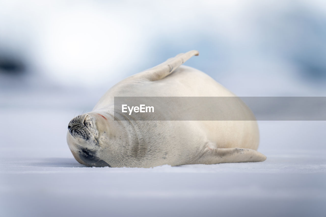 Crabeater seal lies on ice floe sleeping