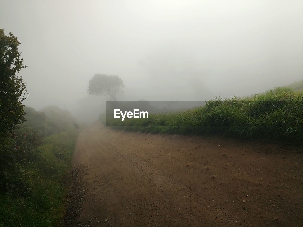 TREES IN FOGGY WEATHER