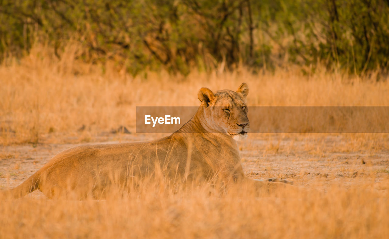 Lioness in the savannah of in zimbabwe, south africa