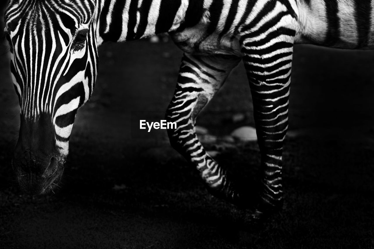 Close-up of zebra in zoo