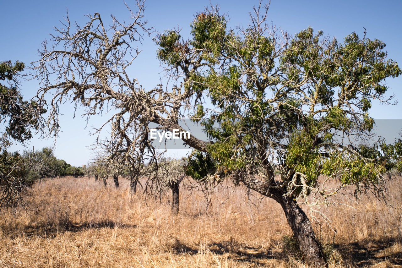 VIEW OF TREES ON FIELD AGAINST SKY