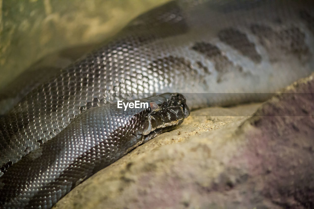 Corn snake is a popular snake. 