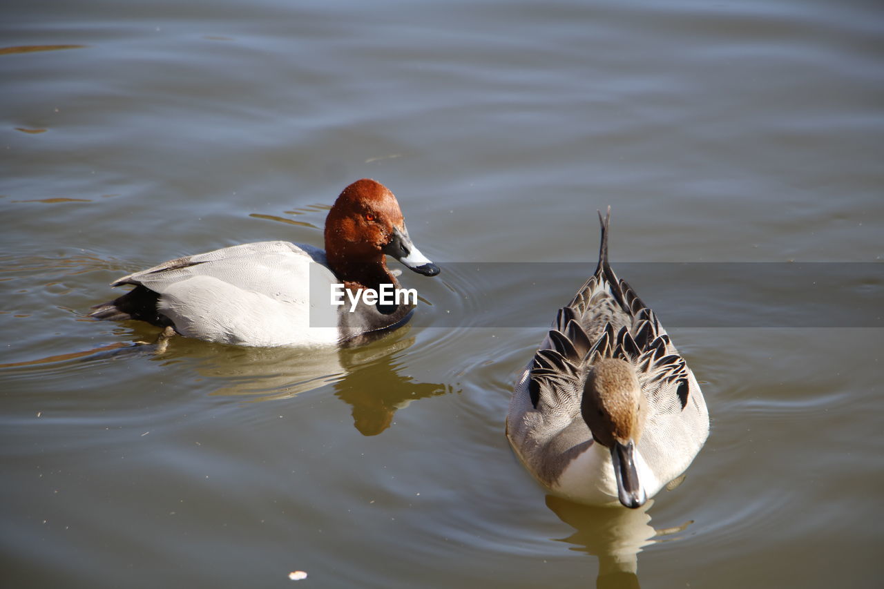 HIGH ANGLE VIEW OF SWANS SWIMMING IN LAKE