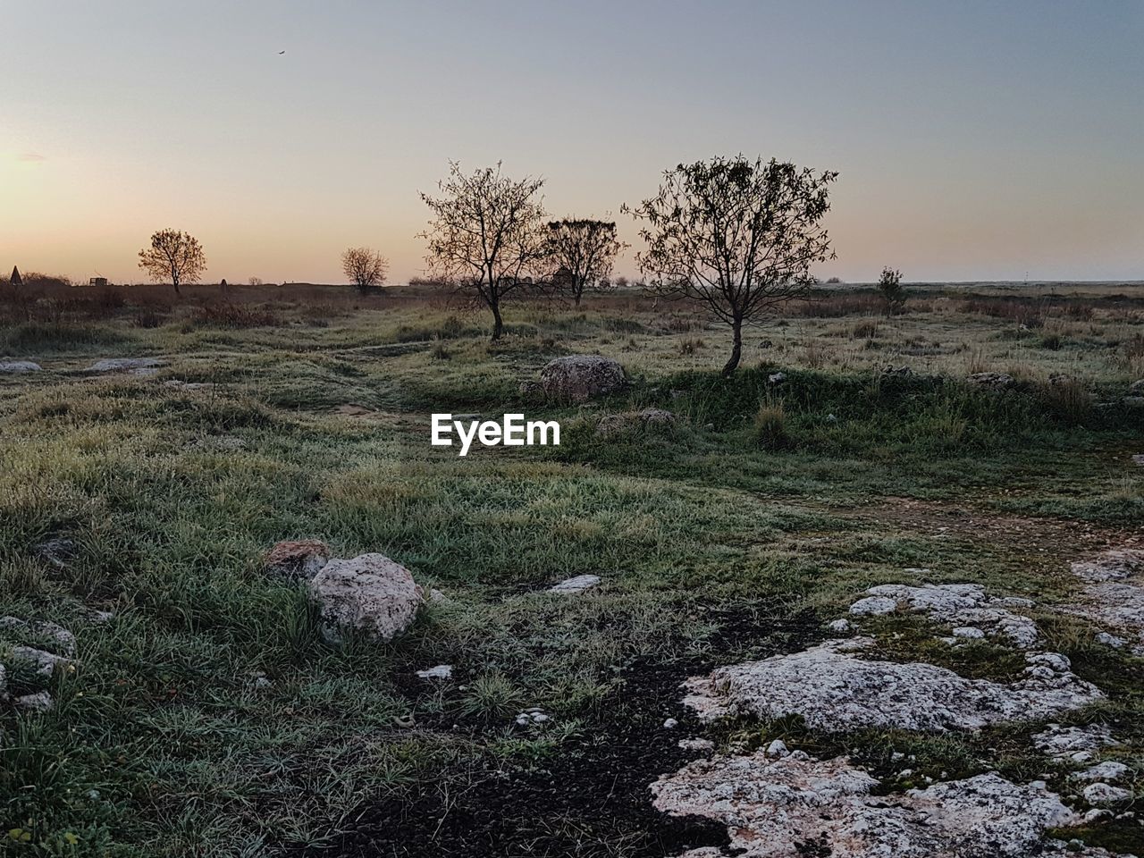 TREES ON FIELD AGAINST CLEAR SKY