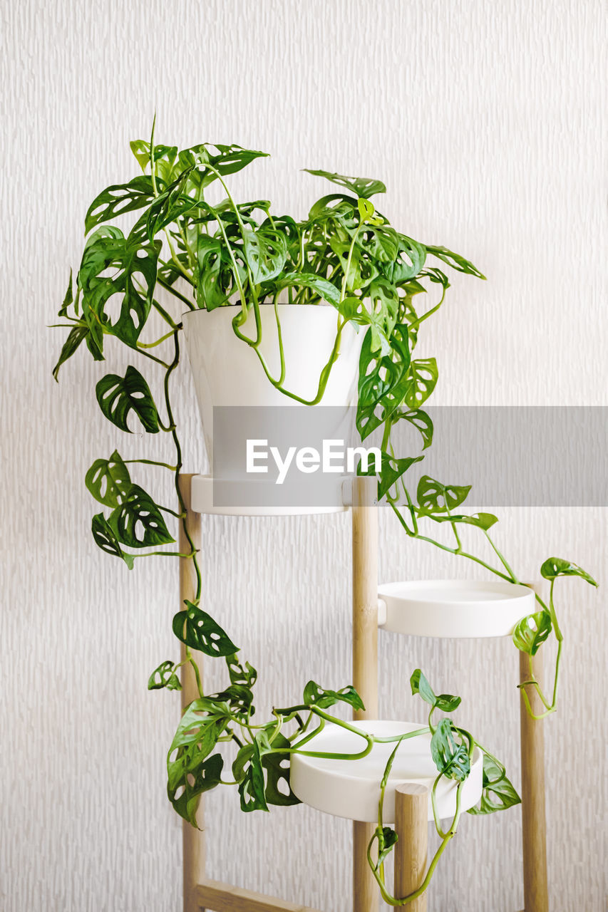 Monstera monkey mask or obliqua or adansonii stands on a white pedestal on a light background. 