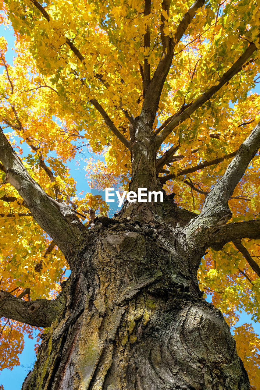 LOW ANGLE VIEW OF TREE IN AUTUMN