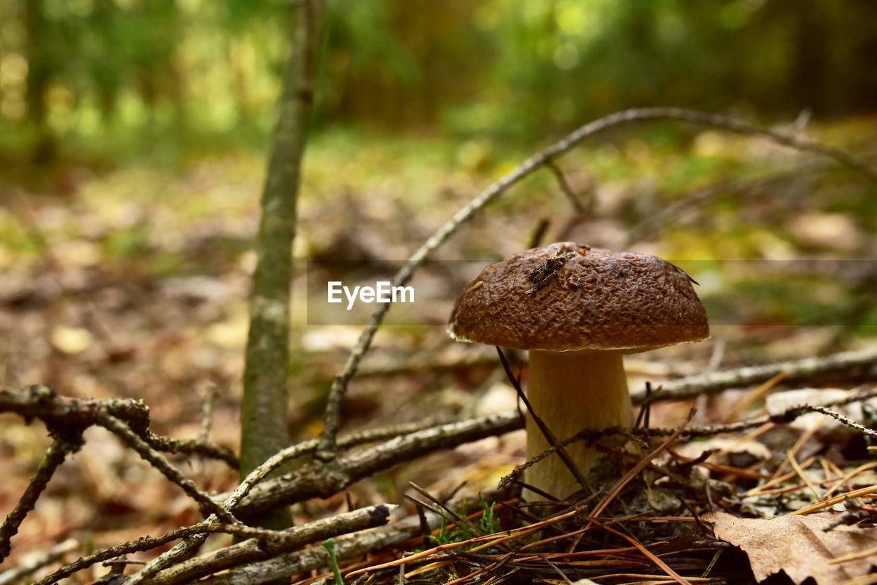 CLOSE-UP OF MUSHROOM GROWING ON FIELD IN FOREST