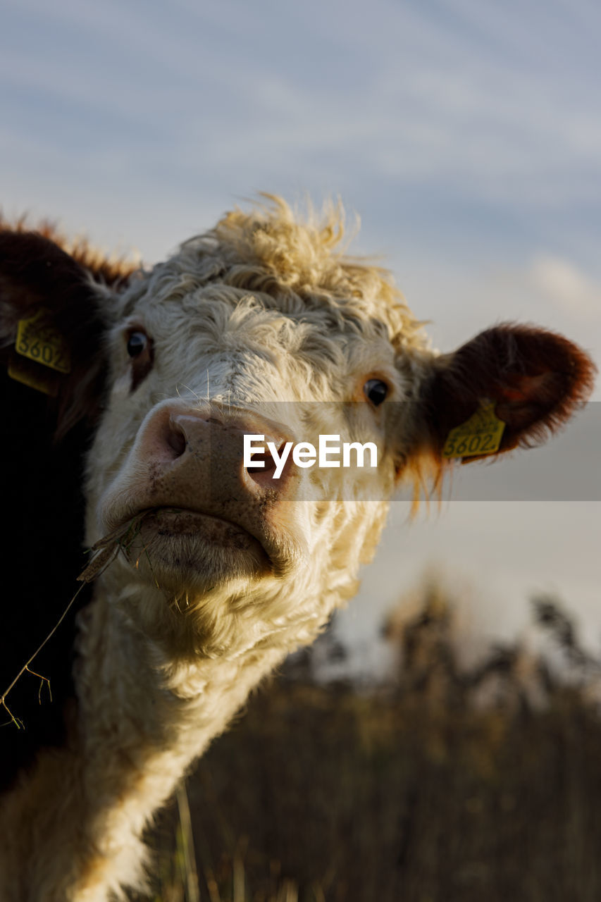 Cow looking shocked in a meadow during golden hour