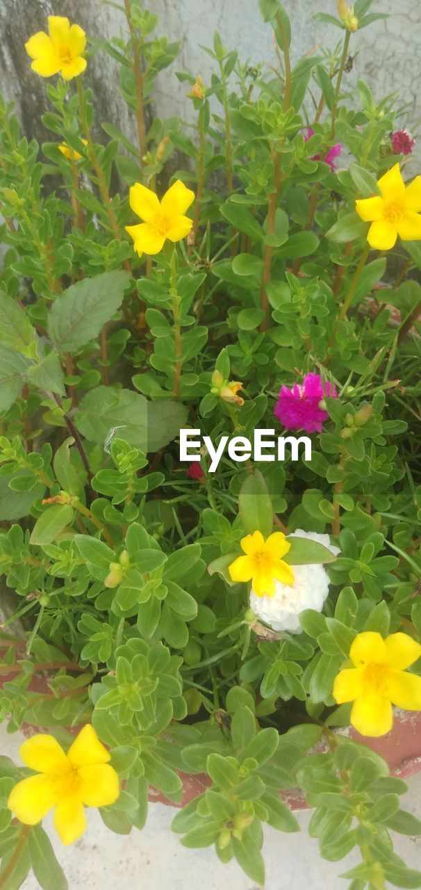 flowering plant, flower, plant, yellow, freshness, beauty in nature, fragility, growth, flower head, nature, plant part, petal, leaf, inflorescence, no people, close-up, green, day, high angle view, outdoors, multi colored, springtime, wildflower, blossom